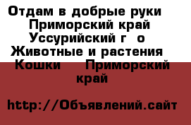 Отдам в добрые руки  - Приморский край, Уссурийский г. о.  Животные и растения » Кошки   . Приморский край